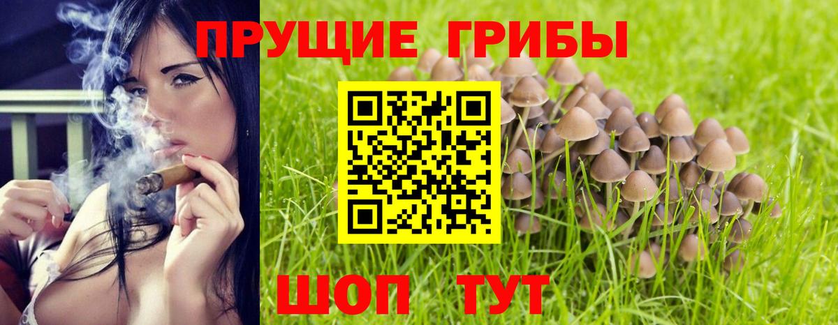 Псилоцибиновые грибы мицелий  Вход с VPN  Тулун  Галлюциногенные грибы мицелий 